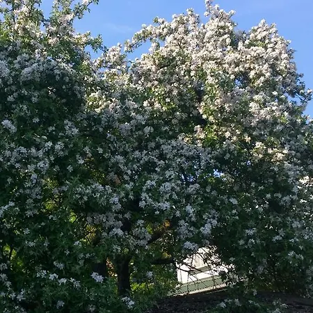 Perlo Apartamentai * Palanga