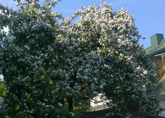 Perlo Apartamentai * Паланга